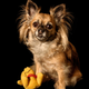Illustration for article titled Shooting Challenge Pets Gallery 2